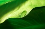 Leaf With Water Drop Stock Photo