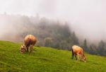 Cows In The Alps Stock Photo