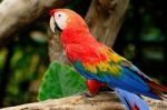 Scarlet Macaw Stock Photo