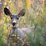 Mule Deer (odocoileus Hemionus) Stock Photo