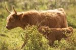 Country Cows Stock Photo