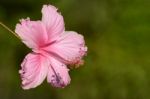 Pink Hibiscus On Natural Green Background Stock Photo