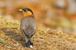 Brahminy Starling Stock Photo