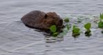 Beautiful Background With A Beaver Eating Leaves In The Lake Stock Photo