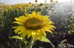 Sunflower Stock Photo