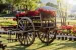 Ox Cart With Plant In The Garden Stock Photo