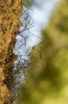 Bunch Of Opiliones Spiders Stock Photo