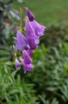 Mauve Penstemon Flowering In Autumn In East Grinstead Stock Photo