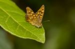 Speckled Wood (pararge Aegeria) Butterfly Insect Stock Photo