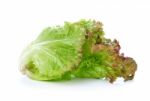 Lettuce On White Background Stock Photo