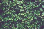 Background Of Green Leaves. Ideal As Template Stock Photo