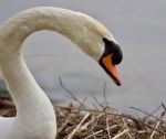 Beautiful Isolated Photo Of A Strong Mute Swan Stock Photo