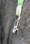 Eastern Gray Squirrel On A Tree Stock Photo