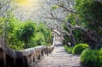 Landscape Of Tunnel Trees Way Walk Of Phra Nakhon Khiri Historic Stock Photo