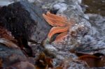 Starfish In The Tide Stock Photo