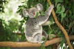 Koala In A Eucalyptus Tree Stock Photo