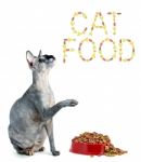 Sphynx Cat And The Inscription Of The Feed 'cat Food' Stock Photo