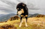 Tibetan Mastiff Stock Photo