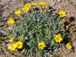 Gold Coin, Mediterranean Beach Daisy (asteriscus Maritimus, Bubo Stock Photo