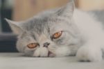 Exotic Shorthair Stock Photo