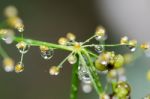 
Dew On The Grass Bright Island Beautiful Background Blur Cool Stock Photo