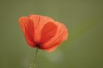 Poppy Stock Photo