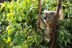 Koala By Itself In A Tree Stock Photo