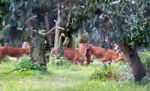 Dhole (cuon Alpinus) Also Called The Asiatic Wild Dog Or Indian Stock Photo