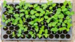 Seedlings Vegetable In Plastic Tray Stock Photo