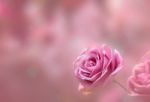 Blossom Pink Roses And Bokeh Background Stock Photo