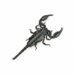 Scorpion Top View Stock Photo