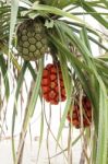 Pandanus Tree Stock Photo