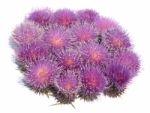 Thistle Stock Photo