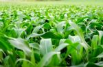 Landscape Of Corn Stock Photo