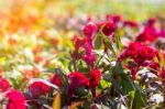 Cockscomb Flower (celosia Cristata) Stock Photo