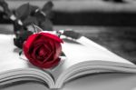 Open Book And A Red Rose. Vintage Tone Stock Photo