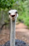 Ostrich Head Stock Photo