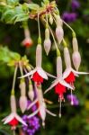 White And Red Fuchsia Blossom On Tree Stock Photo