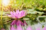 Lotus Flower Background And Sunshine Stock Photo