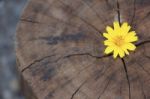 Closeup Singapore Daisy Flower With Wood Background Stock Photo