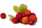 Strawberry Tree (arbutus Unedo) Fruit Stock Photo