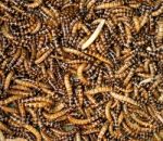 Mealworms Stock Photo