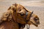 Africa Brown Dromedary Bite Volcanic Lanzarote Spain Stock Photo