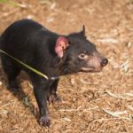 Tasmanian Devil In Hobart, Tasmania Stock Photo