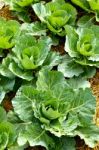 Cabbage Seedlings Stock Photo