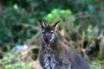 Wallaby Stock Photo