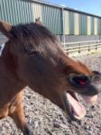 Horse Laughing Stock Photo