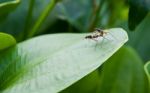 Insects Breeding Stock Photo