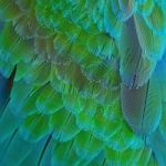 Harlequin Macaw Feathers Stock Photo