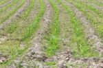 Planting Sugarcane Stock Photo